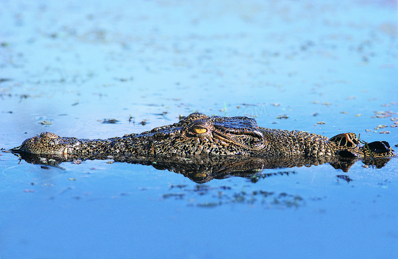 浮出水面呼吸的大鳄鱼摄影高清图片