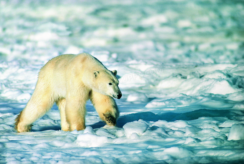 冰雪之上觅食的北极熊摄影高清图片