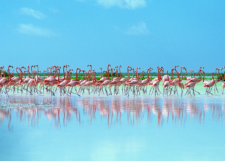 蓝天湿地上的火烈鸟群摄影高清图片