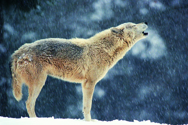 大雪天仰脖嚎叫的孤狼摄影高清图片