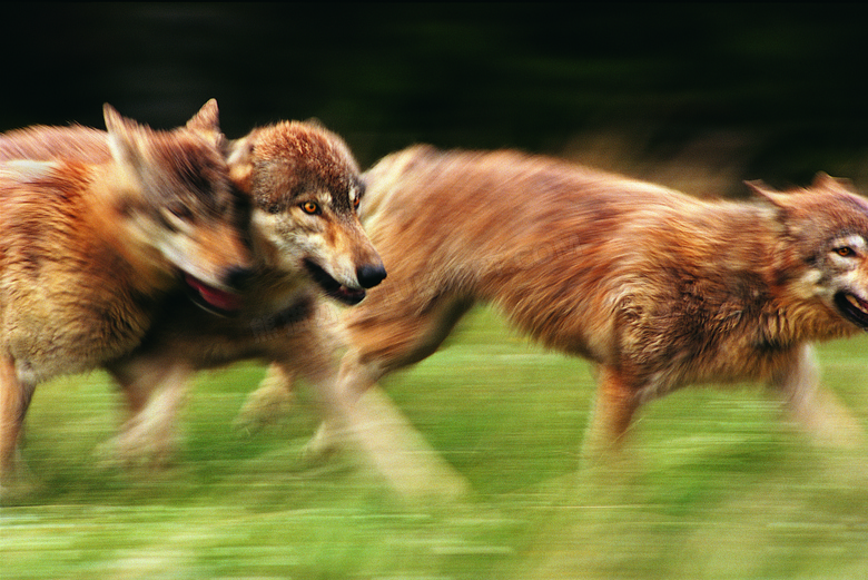 草地上奔跑的狼群动态摄影高清图片