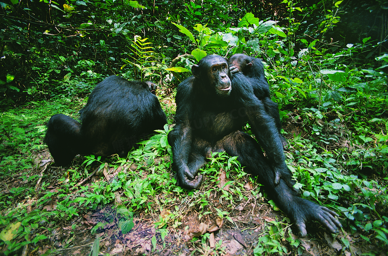在树林里休息的大猩猩摄影高清图片