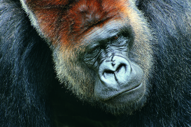 大猩猩的面部近景特写摄影高清图片