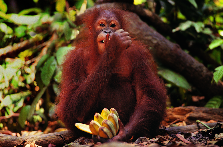 树林里吃香蕉的大猩猩摄影高清图片