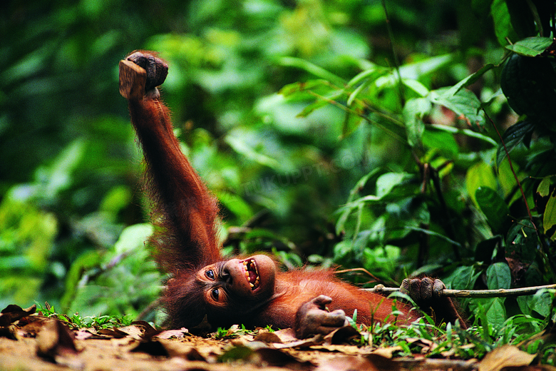 树林里伸懒腰的大猩猩摄影高清图片
