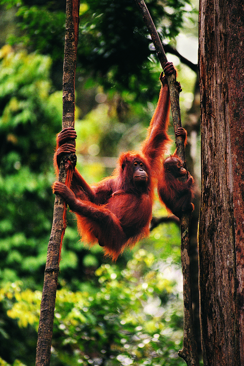 树林里攀爬树木的猩猩摄影高清图片
