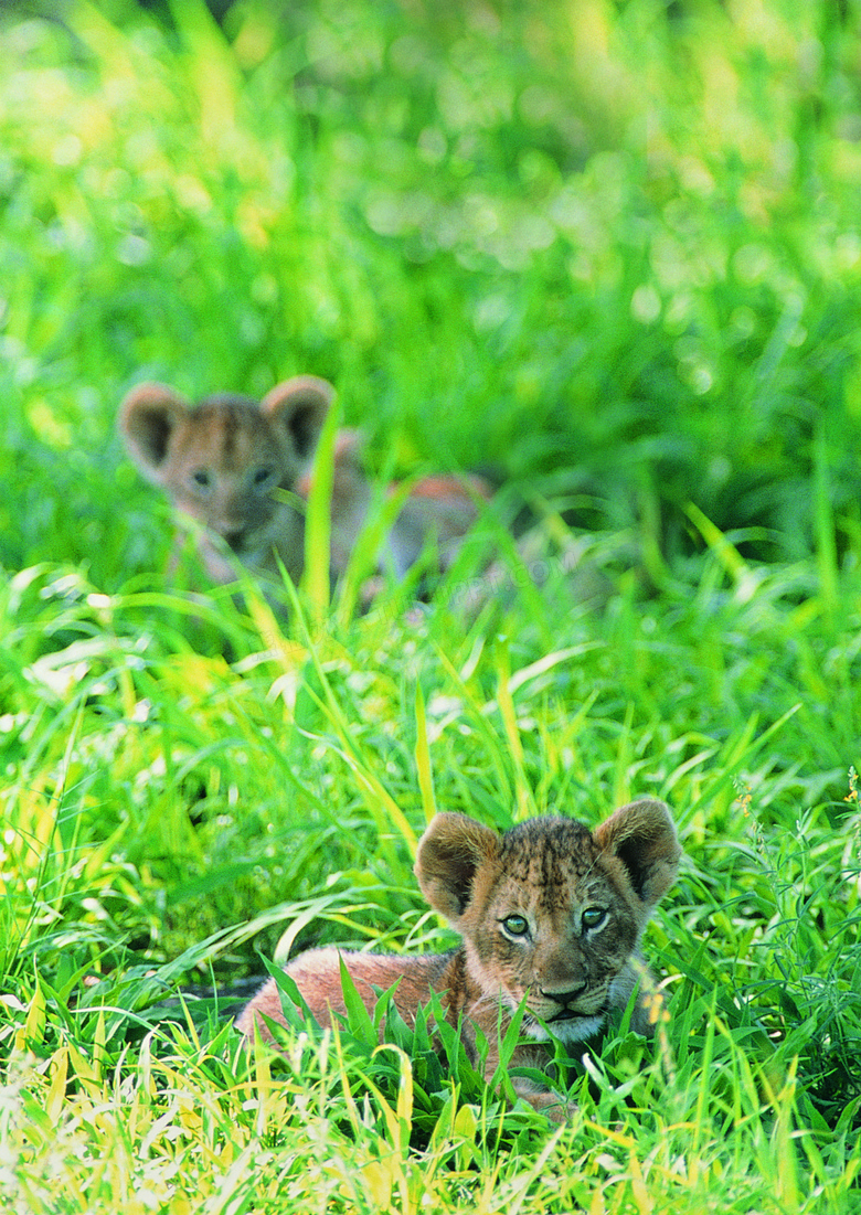 卧在草里的两只虎宝宝摄影高清图片
