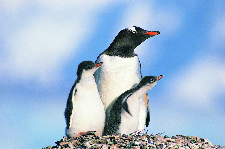 企鹅与她的两只小宝宝摄影高清图片