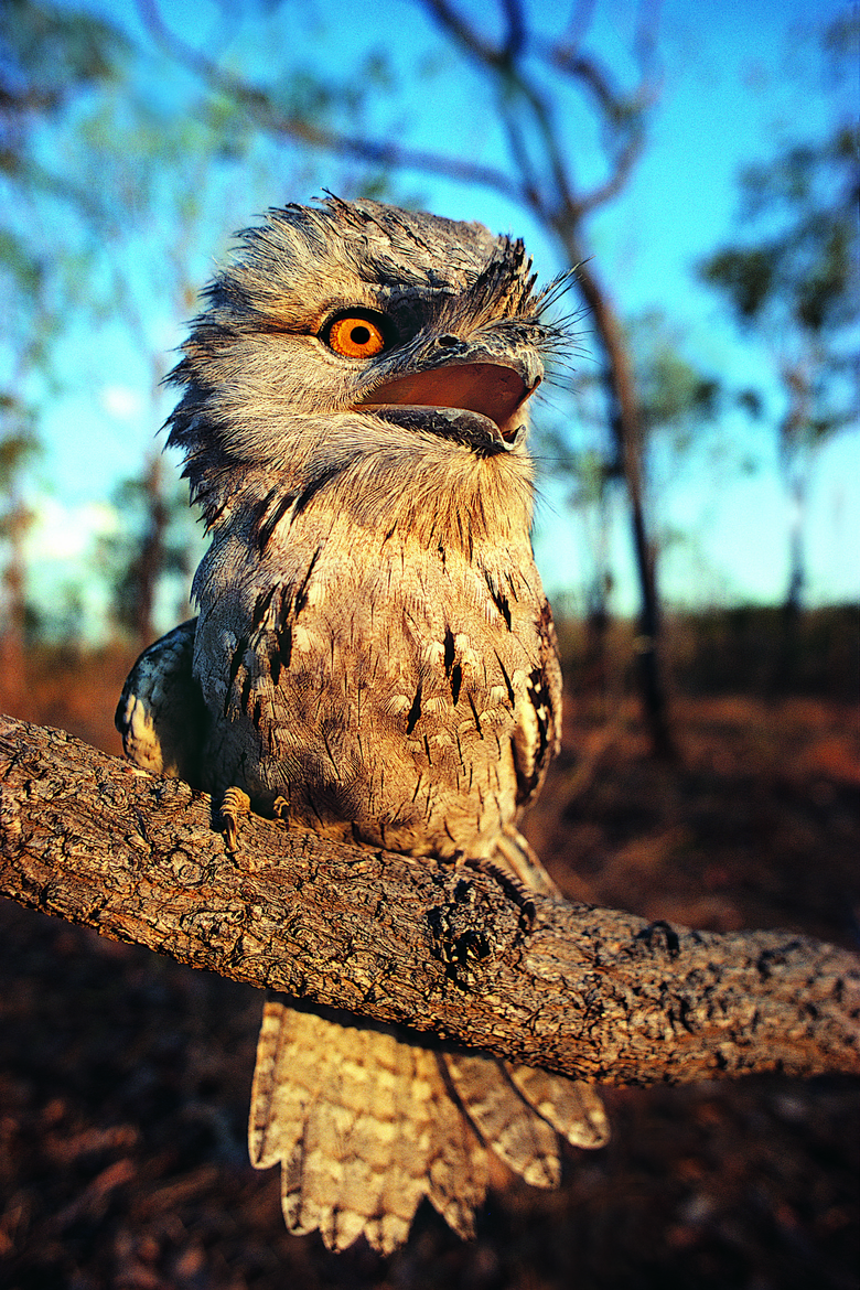 栖息在枝头上的猫头鹰摄影高清图片