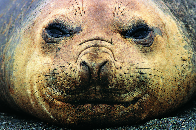 成年海狮面部近景特写摄影高清图片