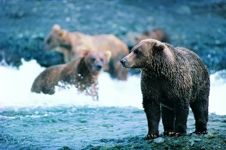 刚从水里洗澡出来的熊摄影高清图片