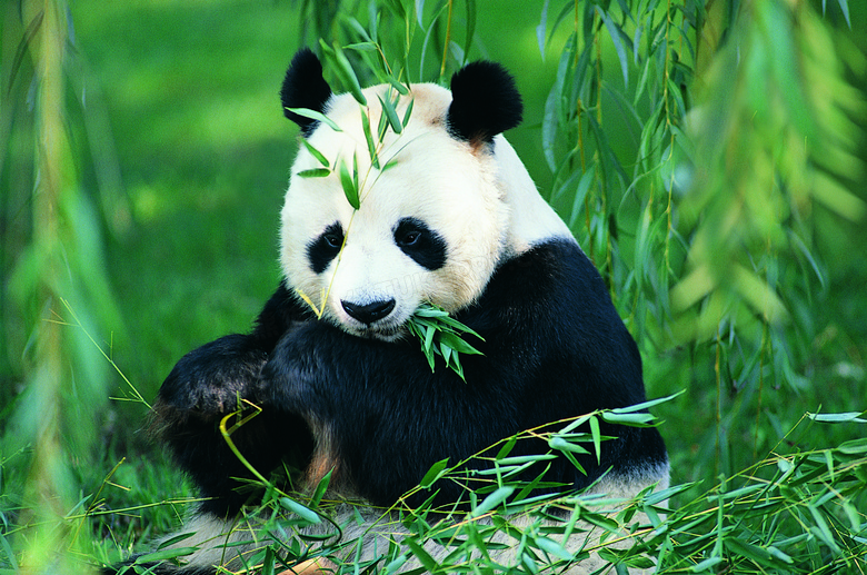 坐着吃竹子的国宝熊猫摄影高清图片