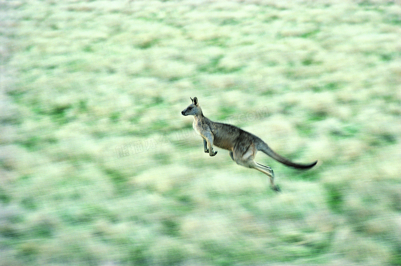 奔跑着的健硕袋鼠动态摄影高清图片