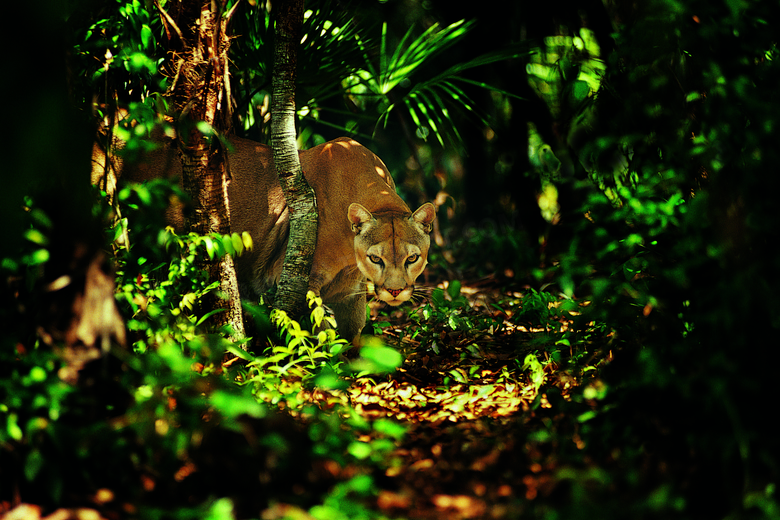 林中眼露凶光的美洲狮摄影高清图片