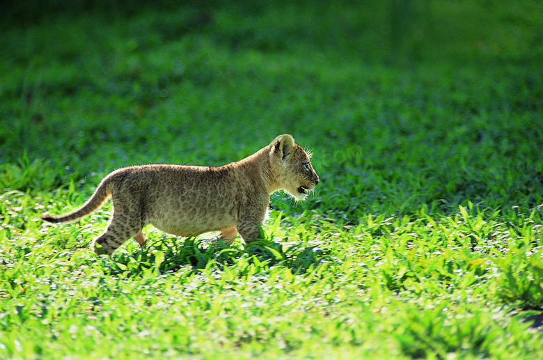 在野外散步的猎豹幼崽摄影高清图片