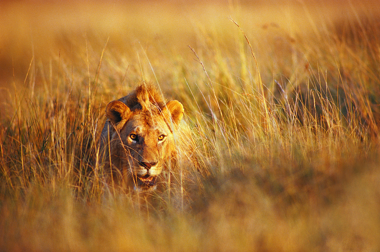 埋伏在乱草丛里的狮子摄影高清图片