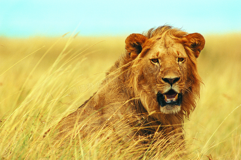 非洲草原上的猫科动物摄影高清图片
