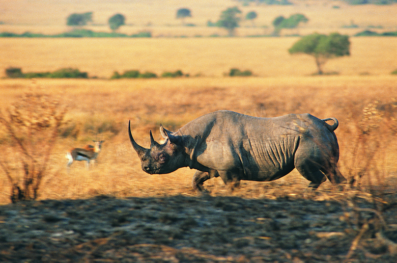 草原上奔跑的刚猛犀牛摄影高清图片