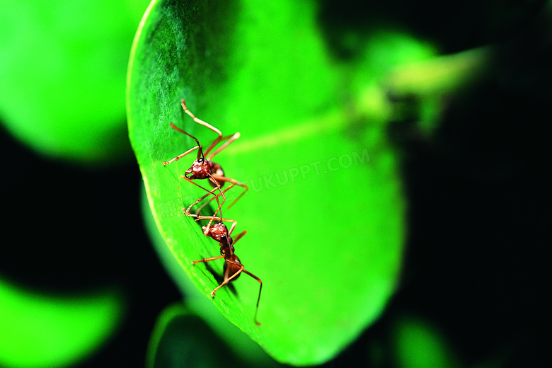 绿色树叶上的两只蚂蚁摄影高清图片
