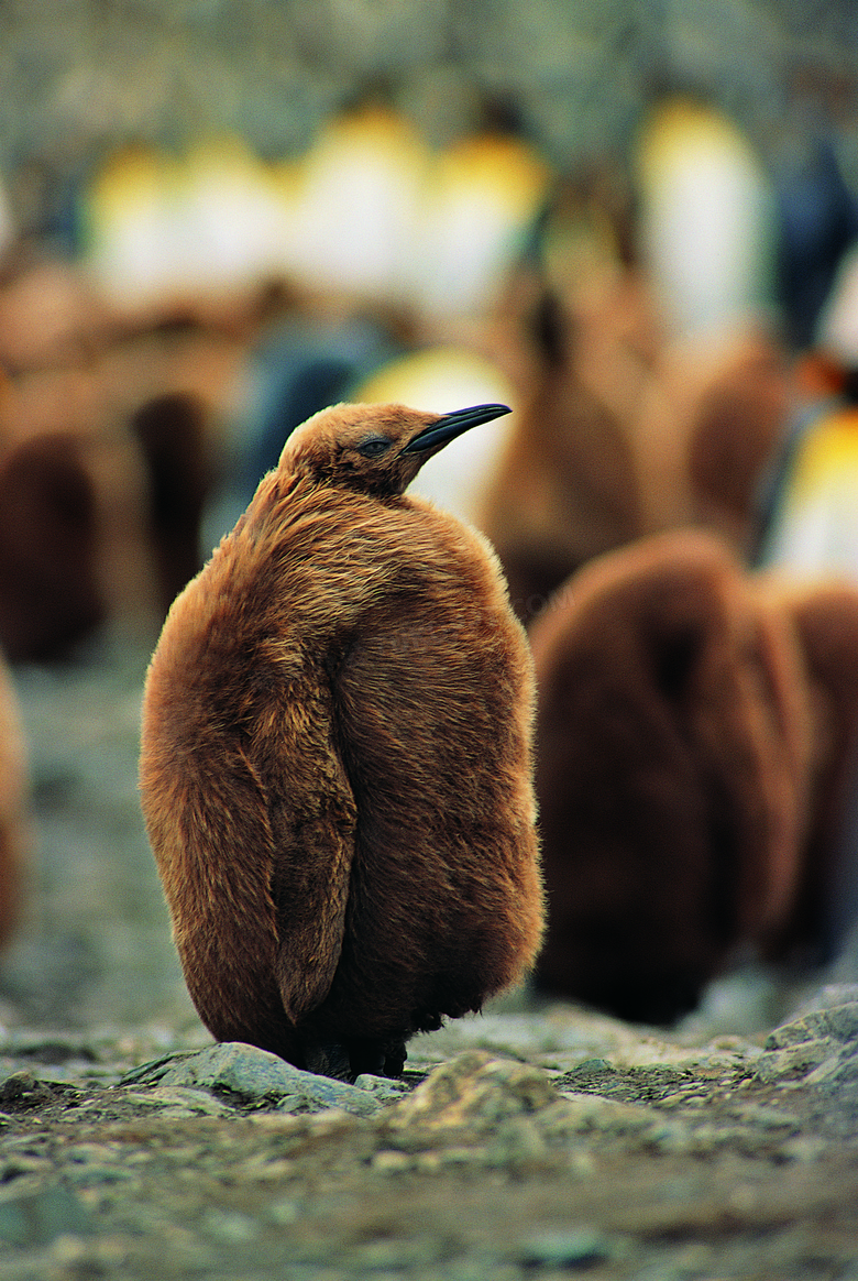 毛茸茸的企鹅近景特写摄影高清图片