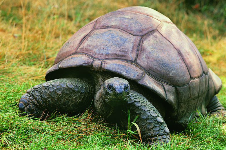 草地上龟速前行的乌龟摄影高清图片