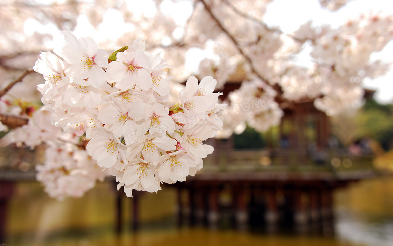 日本樱花风景摄影图片