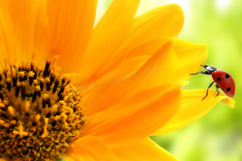 花朵上的七星瓢虫特写摄影高清图片
