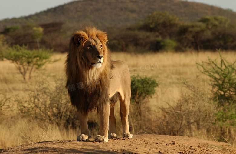 站在高处的非洲狮子摄影高清图片