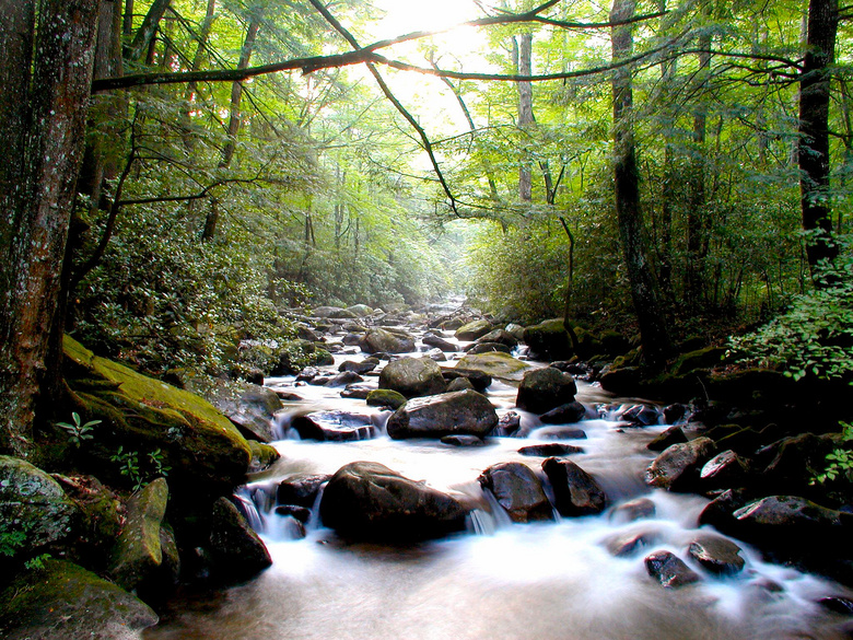 茂密山林里流淌的溪水摄影高清图片