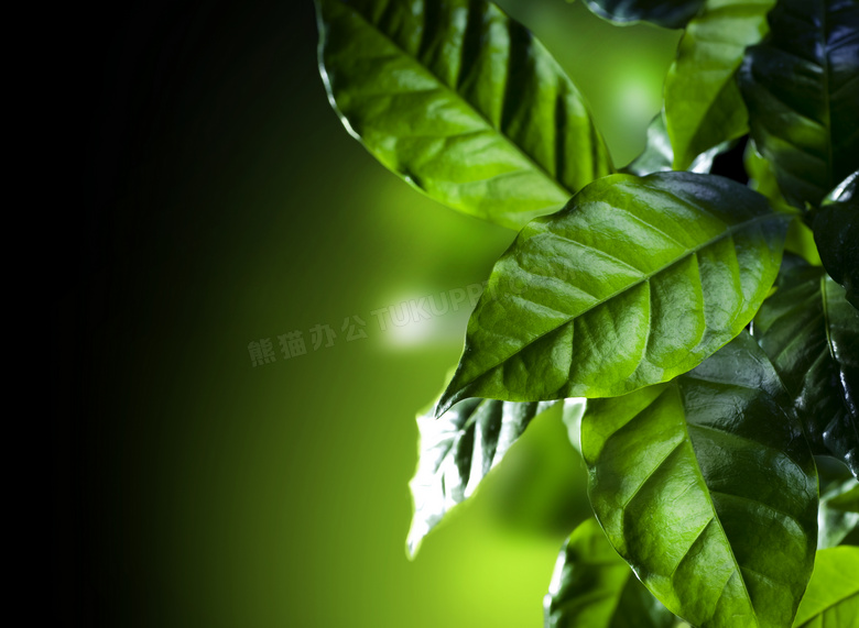 葱绿色咖啡树叶子特写摄影高清图片