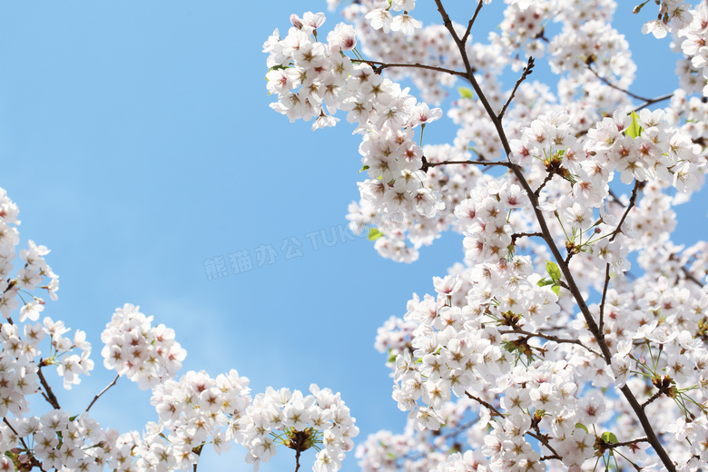 樱花花枝摄影图片