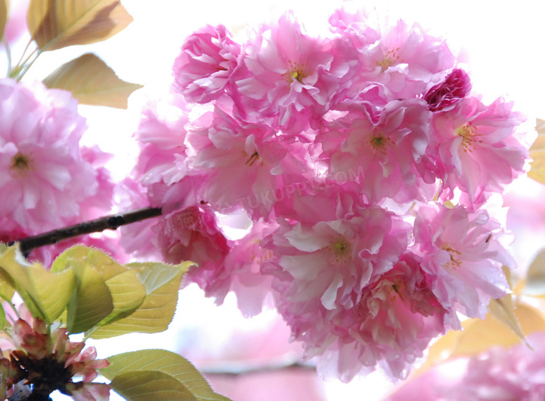 日本粉红色樱花摄影图片