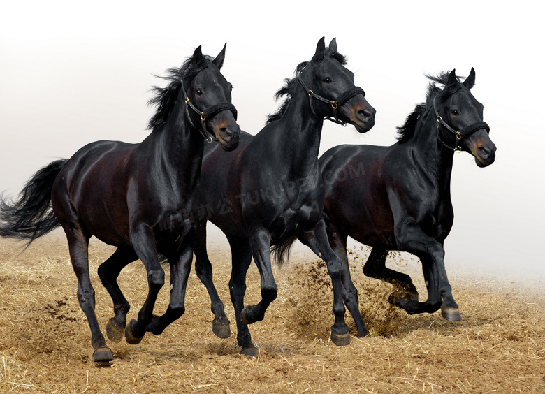 三匹黑色高头大马摄影高清图片