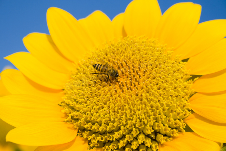 在向日葵上采蜜的蜜蜂高清摄影图片