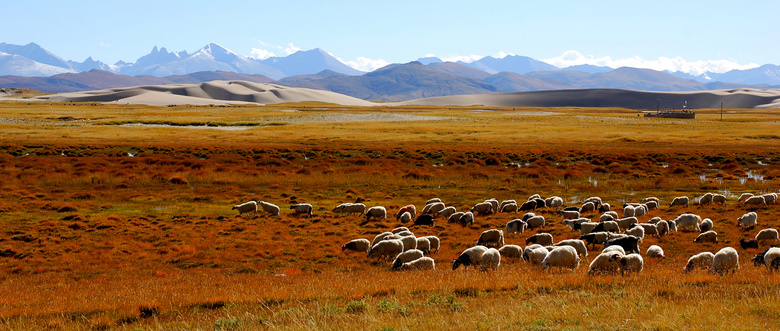 西藏草原上的羊群摄影图片