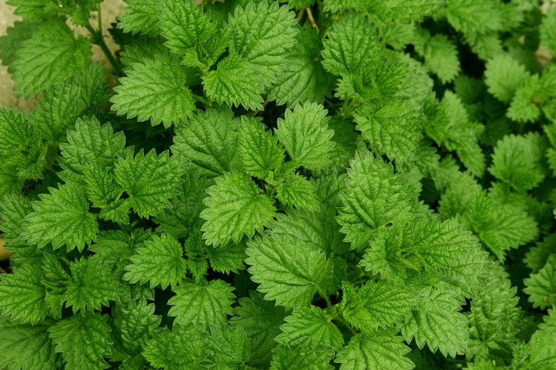 新鲜绿色荨麻植物特写高清摄影图片