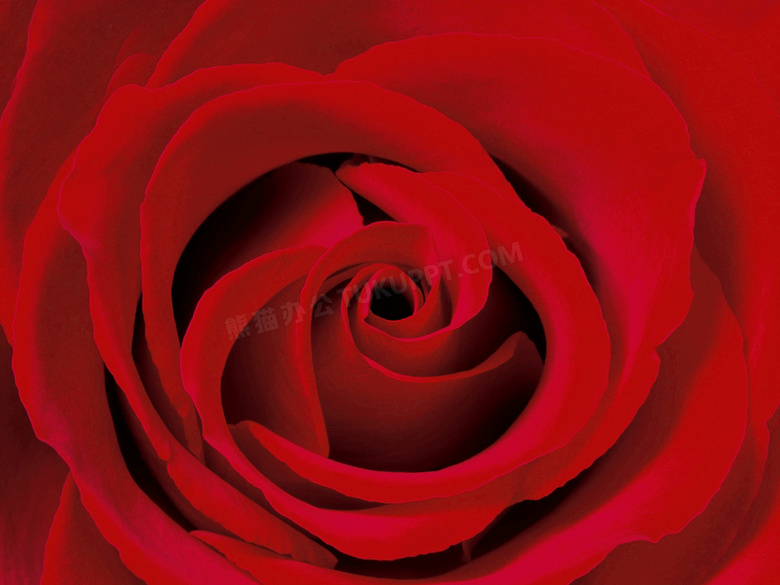 情人节红玫瑰背景图片素材