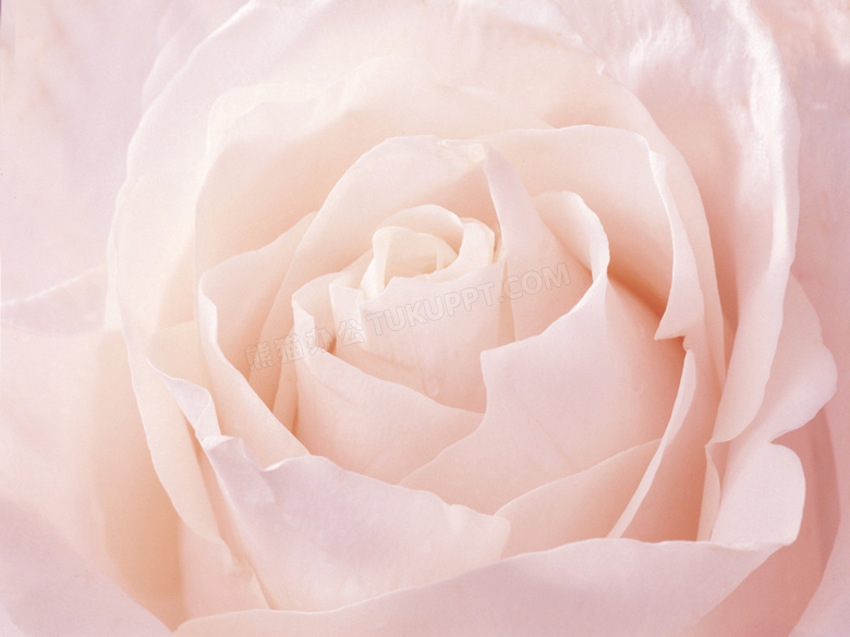 情人节粉色玫瑰背景图片素材