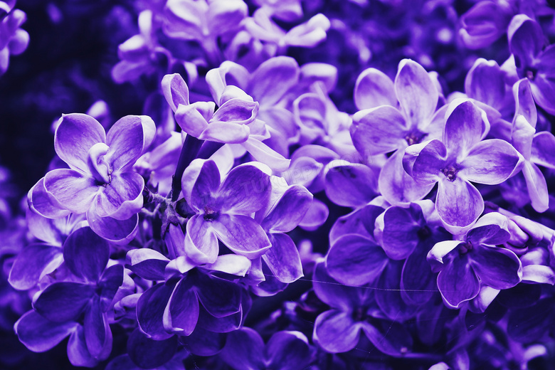 紫色丁香花特写图片