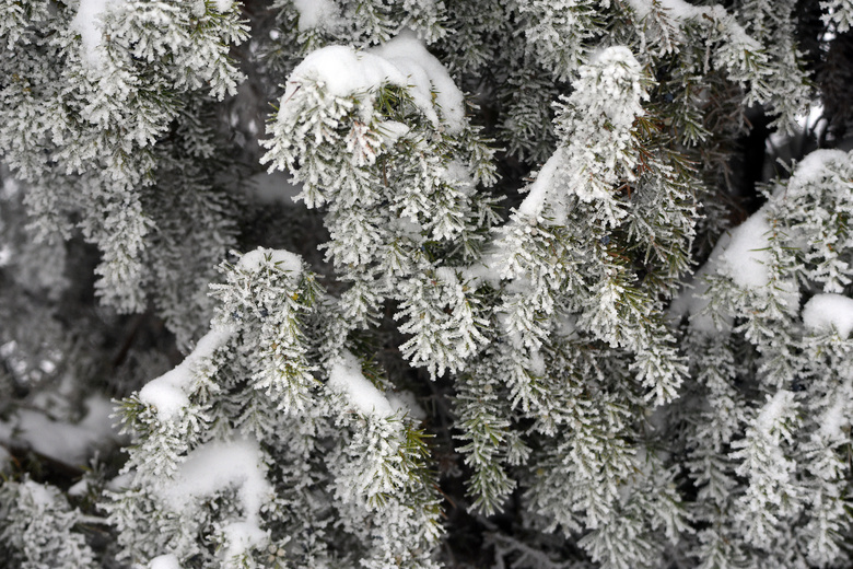 冬季杜松积雪图片