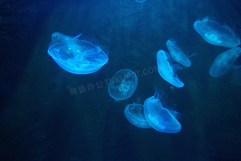 水族馆观赏海蜇图片