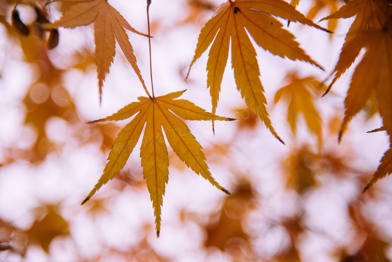 秋天黄枫叶背景图片
