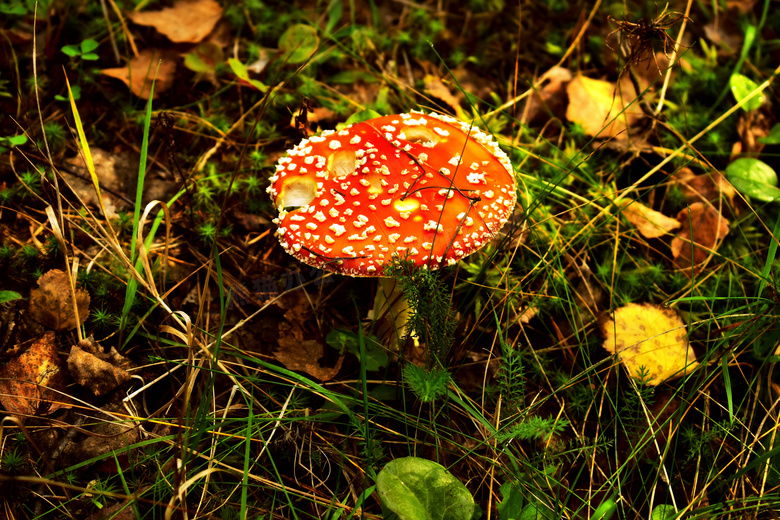 野生飞木耳红蘑菇图片