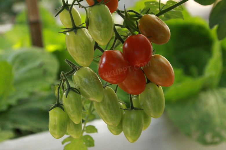 菜园小番茄图片