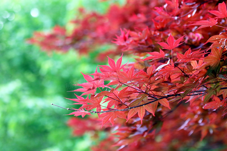 漂亮紅楓葉壁紙圖片