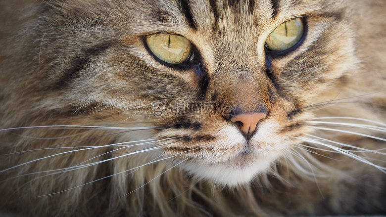 动物 猫 特写