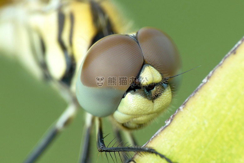 生物学 颜色 蜻蜓