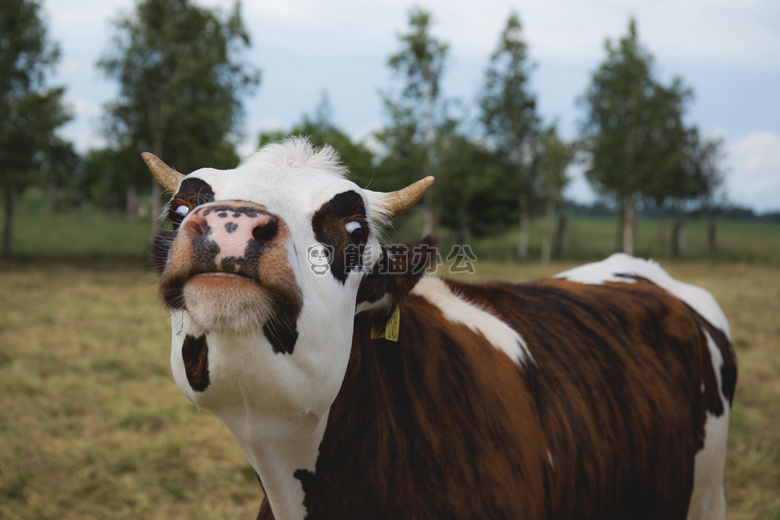 动物 摄影 牛