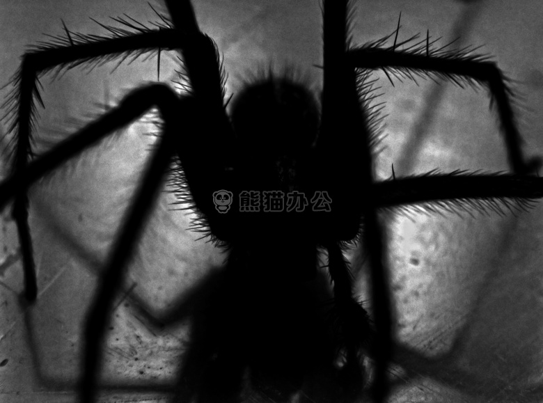 蜘蛛蜘蛛恐惧症黑色jpg格式图片下载 熊猫办公