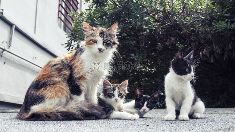 动物 繁殖 猫